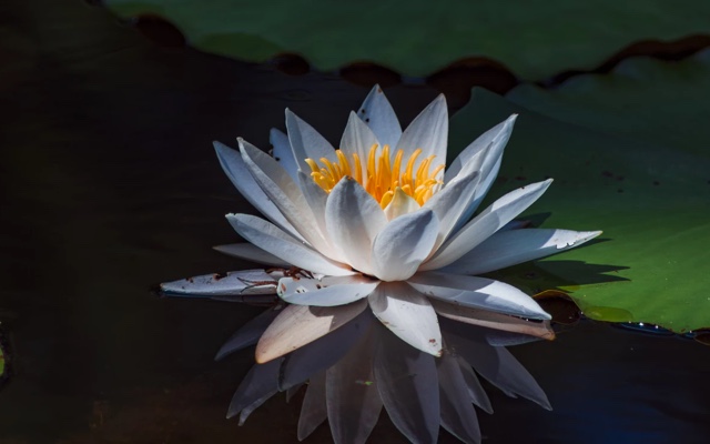 Flower floating on water
