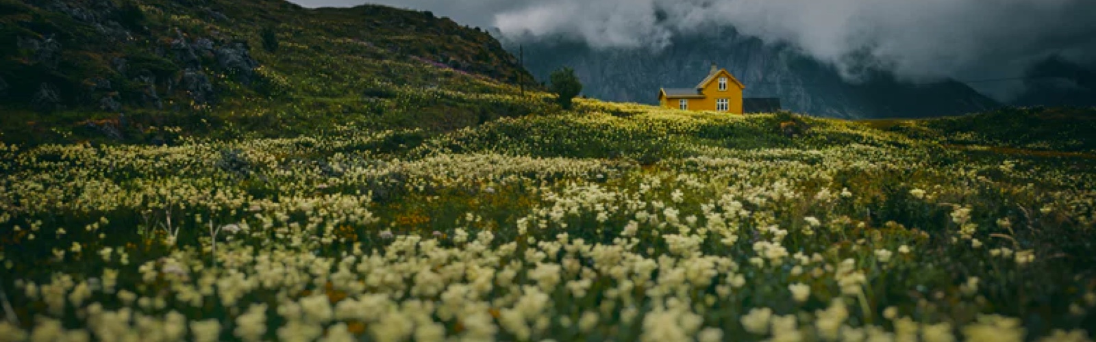 field of flowers with a yellow house in the distance